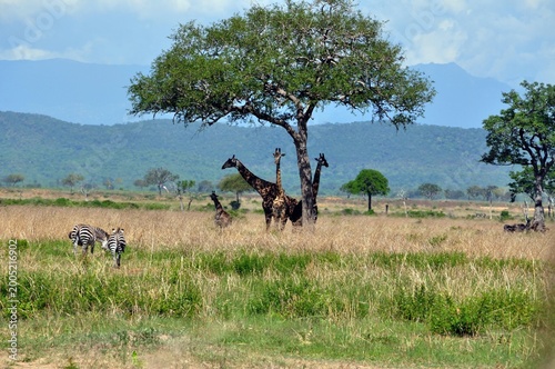 Mikumi-Nationalpark-Giraffen