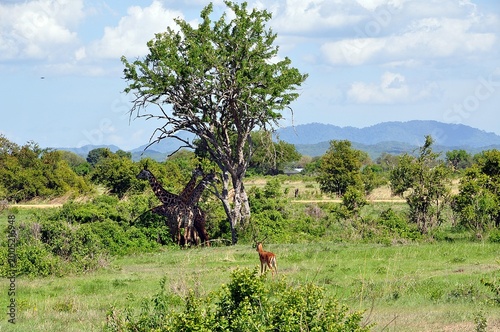 Mikumi-Nationalpark-Giraffen