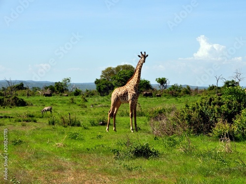 Mikumi-Nationalpark-Giraffen