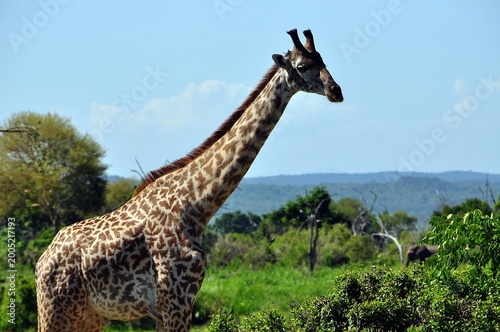 Mikumi-Nationalpark-Giraffen