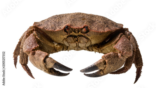 Photos Detailed Blue Crab with Large Claws Facing Forward