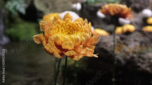 Yellow chrysanthemum flower swaying gently with blurred waterfall in background, silent handheld footage