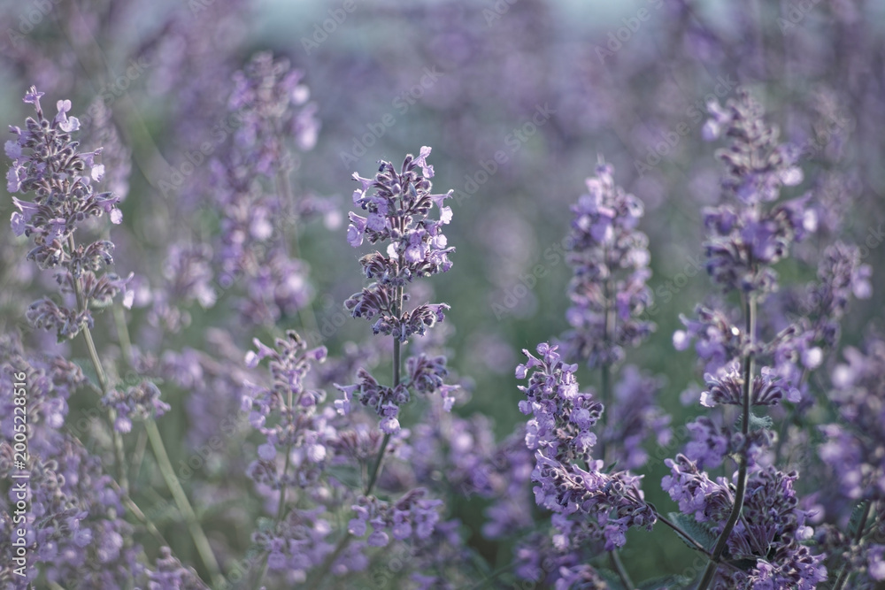 Fototapeta premium Beautiful blooming catmint flowers in a summer garden