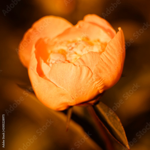 Macro close-up of a moody orange peony flower with soft focus in square format
