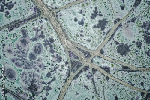 Fotografija Macro thin section of unique tinguaite from Khibiny