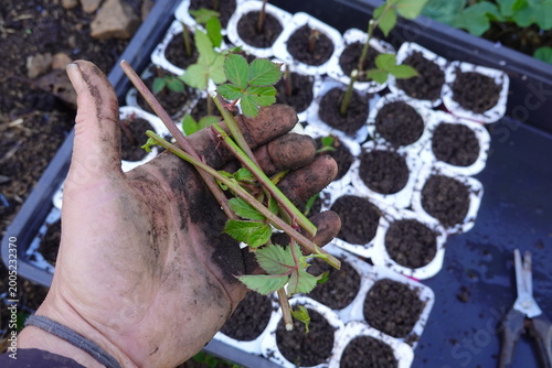 Foto Dirty hand holding plant cuttings for propagation