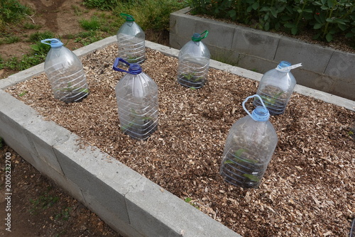 Photos Recycling plastic bottles protecting plants in a raised bed