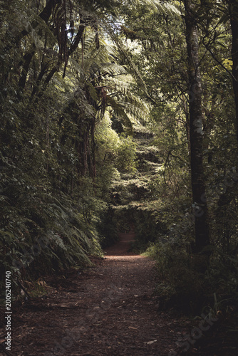 path in the forest