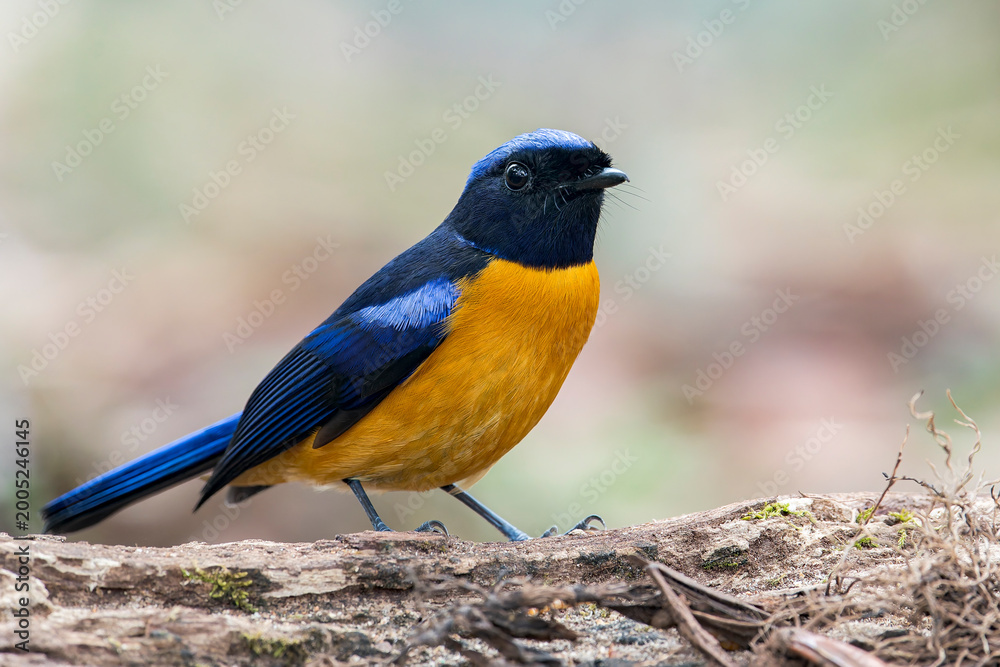 Fototapeta premium A Rufous-bellied Niltava on a dead branch in Thailand, Asia.