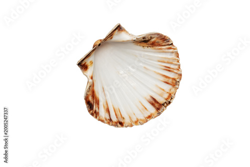 Photos Close‑up of an open scallop seashell on a white background, showing smooth inner
