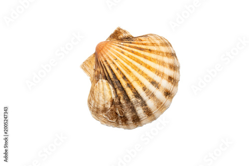 Foto Close‑up of a single scallop seashell on a white background, showing fan‑shaped