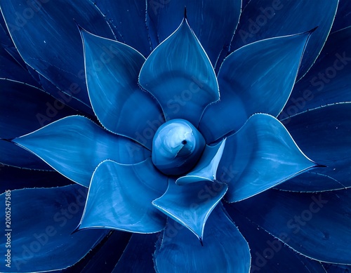 Close-up of a succulent's blue leaves forming a symmetrical pattern