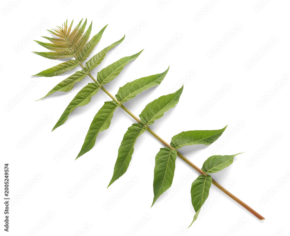 Fototapeta premium Branch with green leaves on white background