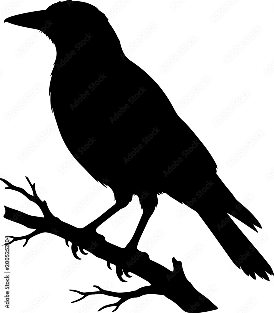 Fototapeta premium Australian magpie silhouette vector illustration