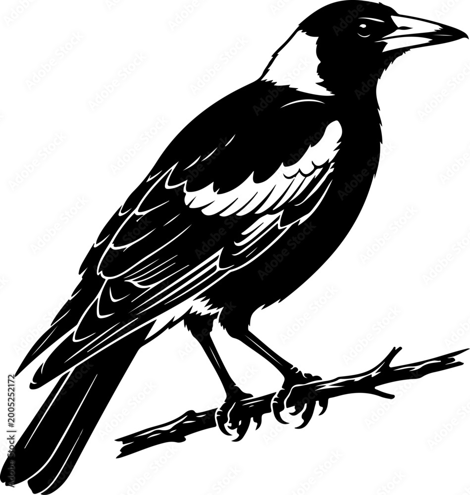 Fototapeta premium Australian magpie silhouette vector illustration