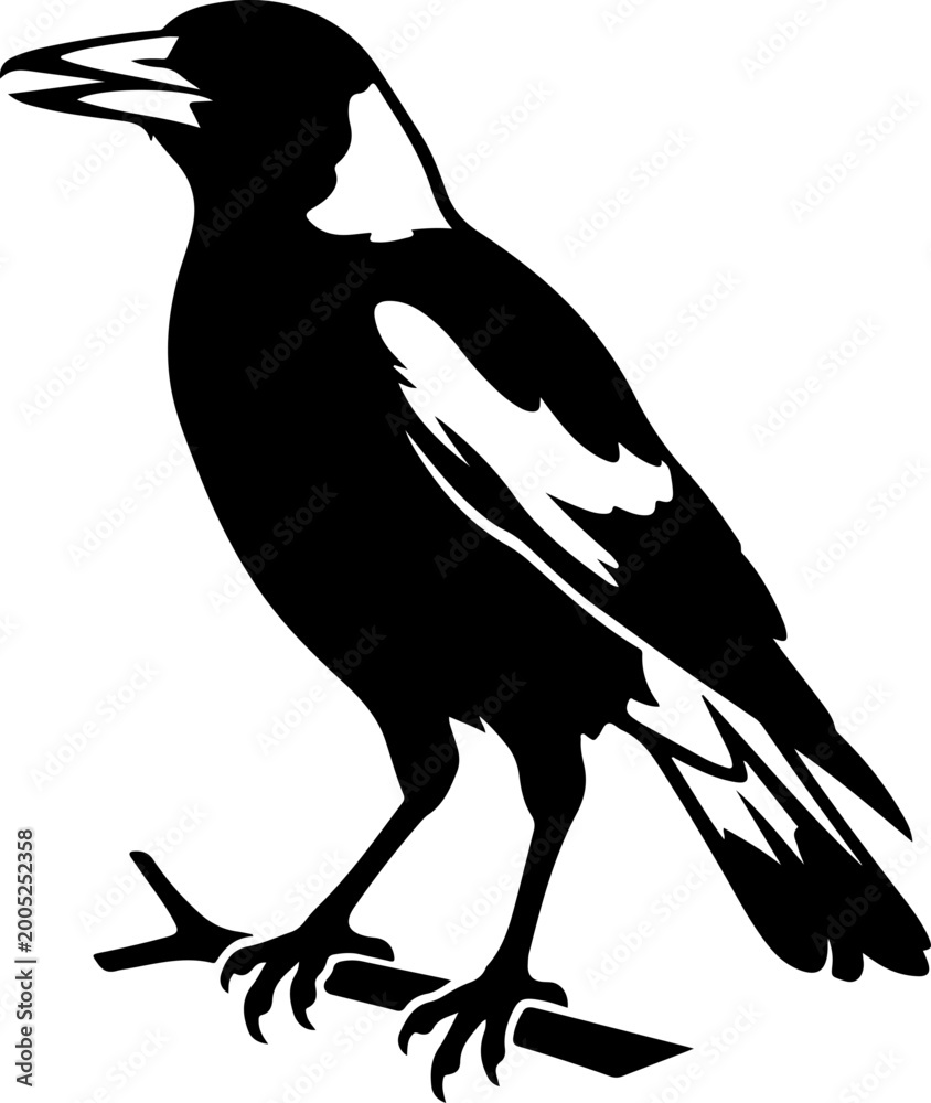 Fototapeta premium Australian magpie silhouette vector illustration