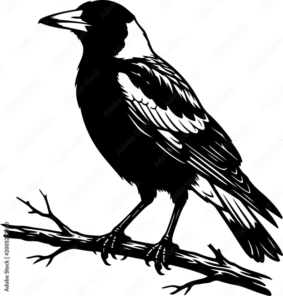 Fototapeta premium Australian magpie silhouette vector illustration