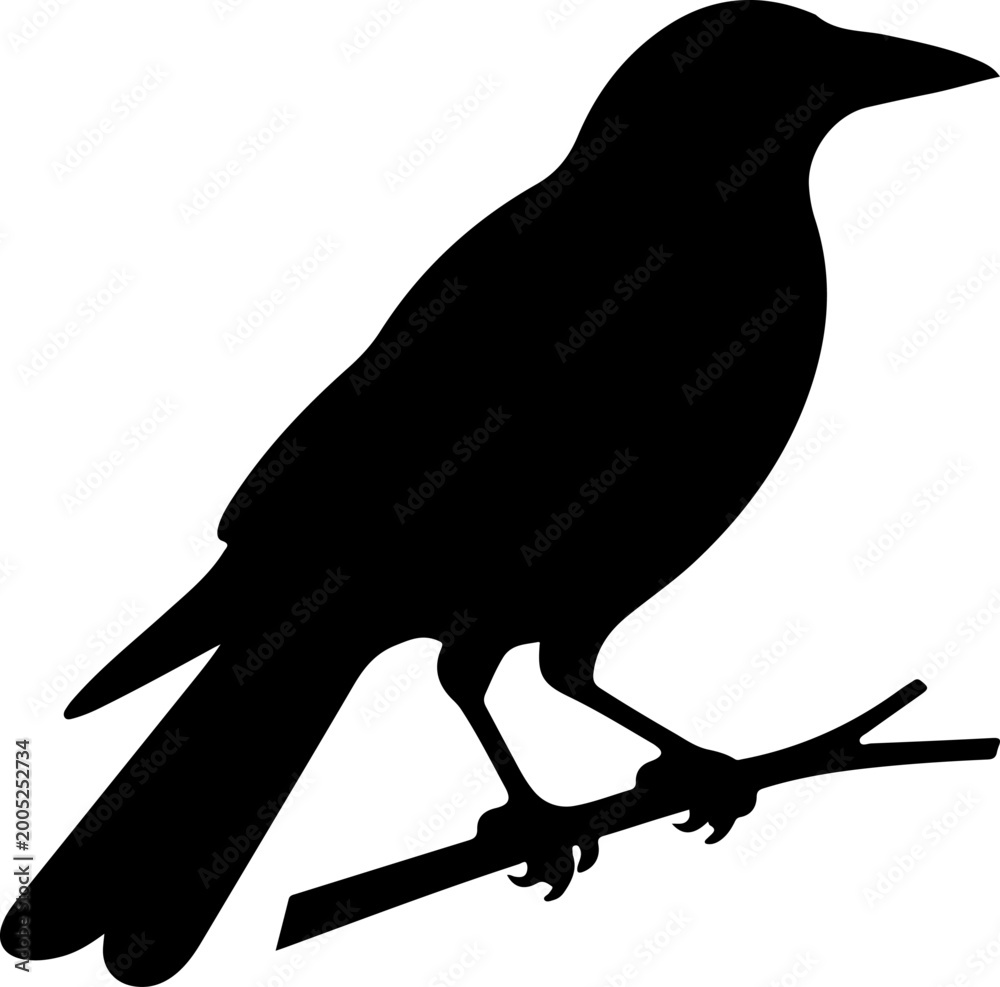 Fototapeta premium Australian magpie silhouette vector illustration