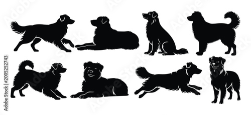 Fotografija Australian shepherd silhouette set of dogs with breeds description