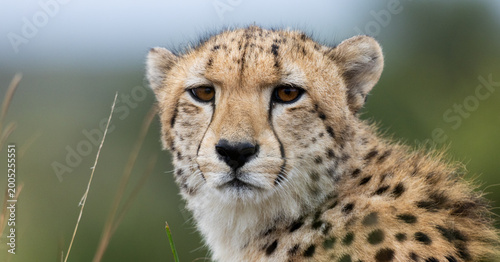 a portrait of a cheetah