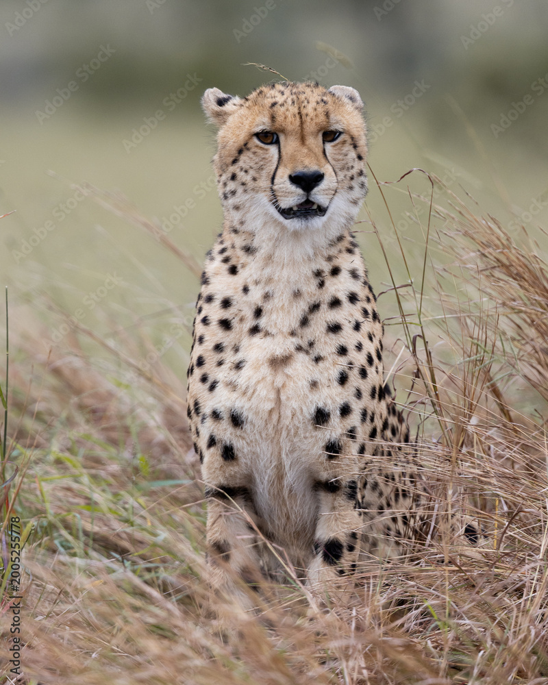 Fototapeta premium a portrait of a cheetah