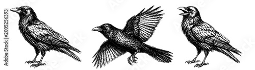 3 craw sketch black and white, transparent vector file