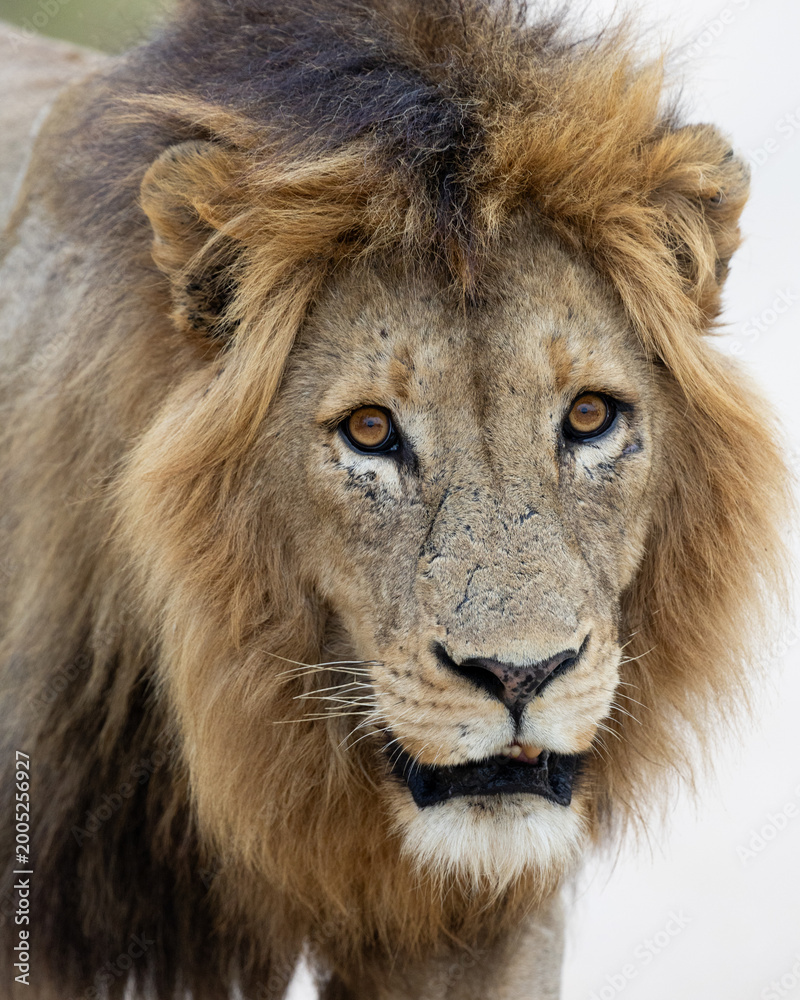 Obraz premium a mature male lion close-up