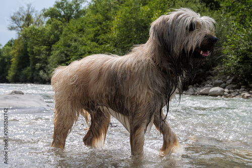 Shaggy Dog Wading In Mountain River On Summer Day