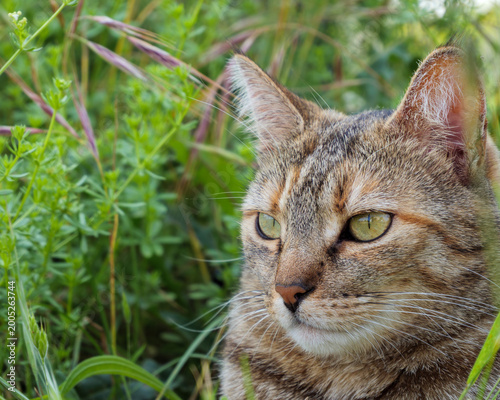 Tabby Domestic Cat Portrait In Grass With Green Eyes