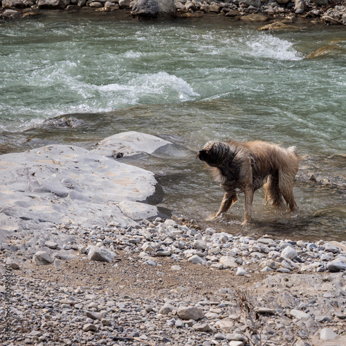 Shaggy Dog Shaking Off Water By Mountain River
