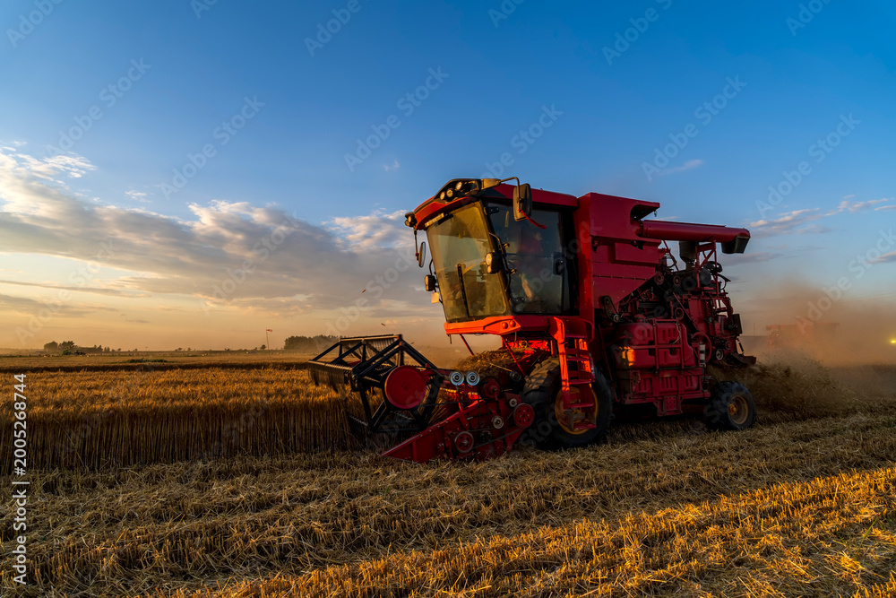 Obraz premium The combine is harvesting the wheat in the evening
