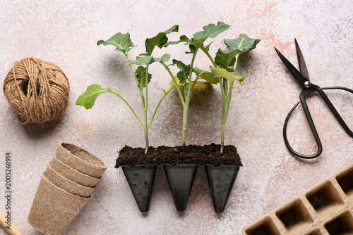 Pots with seedlings and gar...