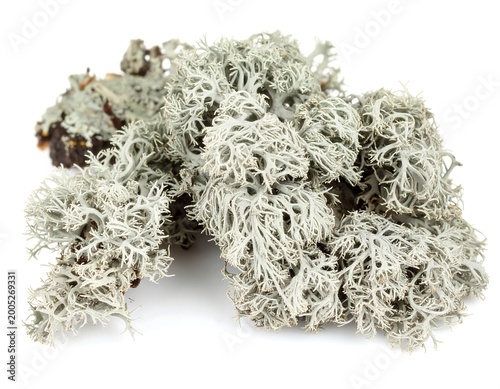  Usnea Lichen (Old Man’s Beard Lichen)