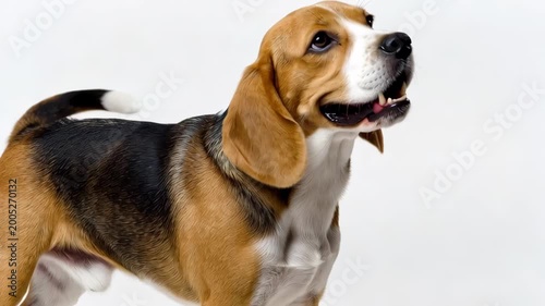 Tracking shot of beagle dog turning head and wagging tail while panting in white studio indoor setting with isolated clean background