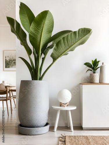 Minimalist modern interior with large tropical houseplant in a textured concrete planter