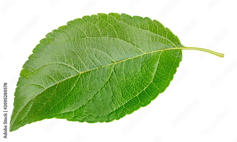 Fototapeta premium Single apple leaf with natural green color