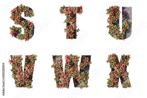 Alphabet letters made from natural elements with red berries