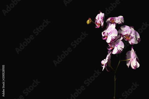 Pink orchid flower background design project