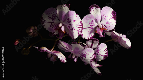 Illuminated orchid flowers in the dark.