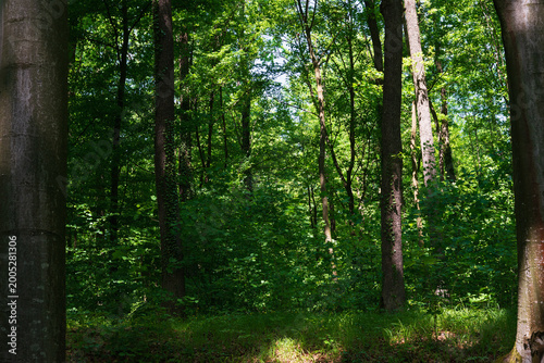 Summer day deep in the forest.