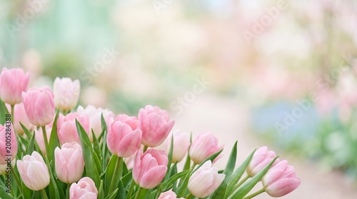 Soft Pink Tulips Blooming in Spring Garden with Bokeh Background