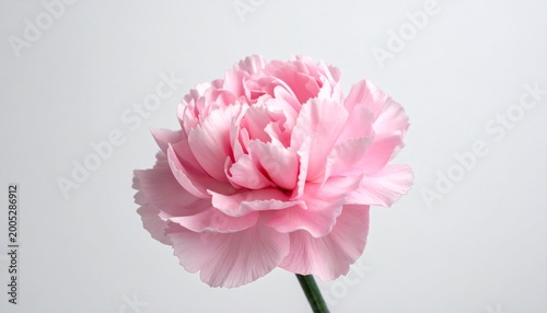 A delicate pink flower with layered petals on slender green stem, set against plain background, symbolizing beauty, tenderness, harmony, and the timeless elegance of nature.