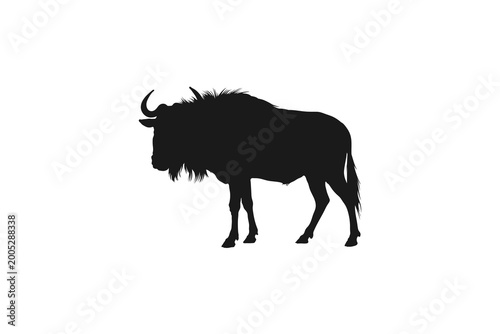 Vászonkép African wildebeest or gnu silhouette standing isolated on white, safari wildlife