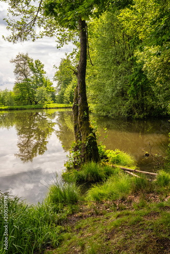 Tranquil woodland scene with still water reflection, Serene wooded landscape with pond and gentle surroundings for relaxation