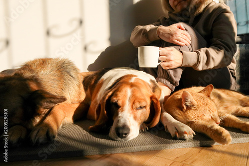 Woman holding a white mug while relaxing with a ginger cat, a beagle, and a german shepherd in the sunlight