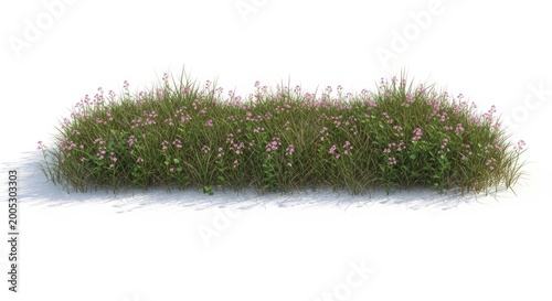 Wildflower meadow grass patch isolated on white background, blooming pink flowers in green field, natural garden vegetation for landscape design
