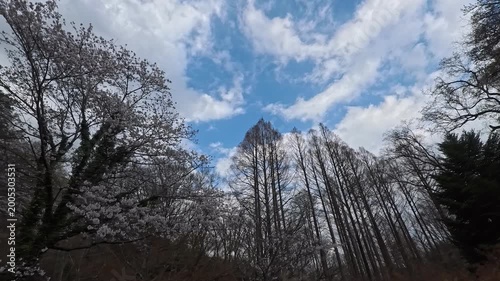 桜の木とメタセコイアの木を見比べる
