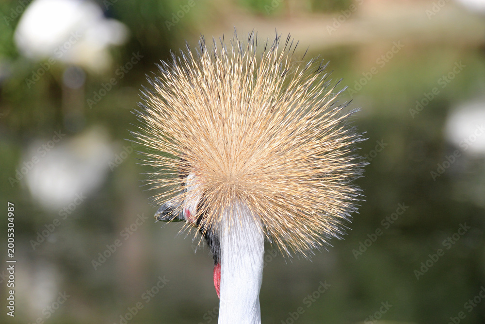 Fototapeta premium Grey crowned crane in a zoo in france 