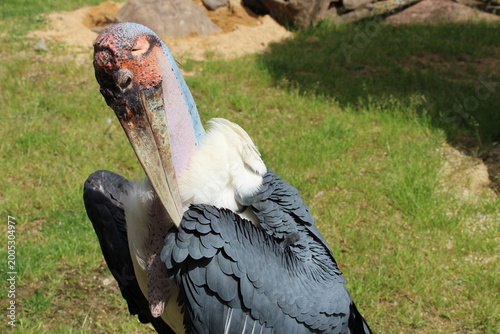 Tableau sur toile marabou stork in a zoo in france