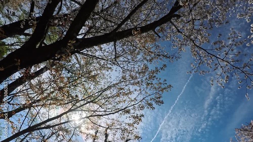 桜の木と飛行機雲